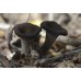 Мицелий Лисички серой / Вороночник рожковидный (Craterellus cornukopioides) Мицелий Лисички серой / Вороночник рожковидный (Craterellus cornukopioides)
